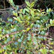 3. Phyllanthus ??? phillyreifolius Bois de cafrine Phylla nthaceae Endémique La Réunion, Maurice.jpeg
